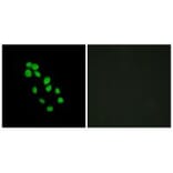 Immunofluorescence - IRX2 Antibody from Signalway Antibody (34053) - Antibodies.com