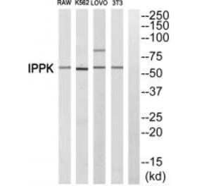 Western blot - IPPK Antibody from Signalway Antibody (34067) - Antibodies.com