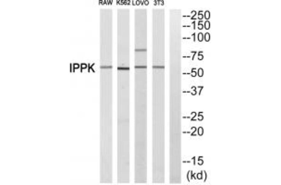 Western blot - IPPK Antibody from Signalway Antibody (34067) - Antibodies.com