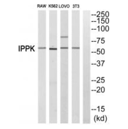 Western blot - IPPK Antibody from Signalway Antibody (34067) - Antibodies.com