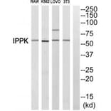 Western blot - IPPK Antibody from Signalway Antibody (34067) - Antibodies.com