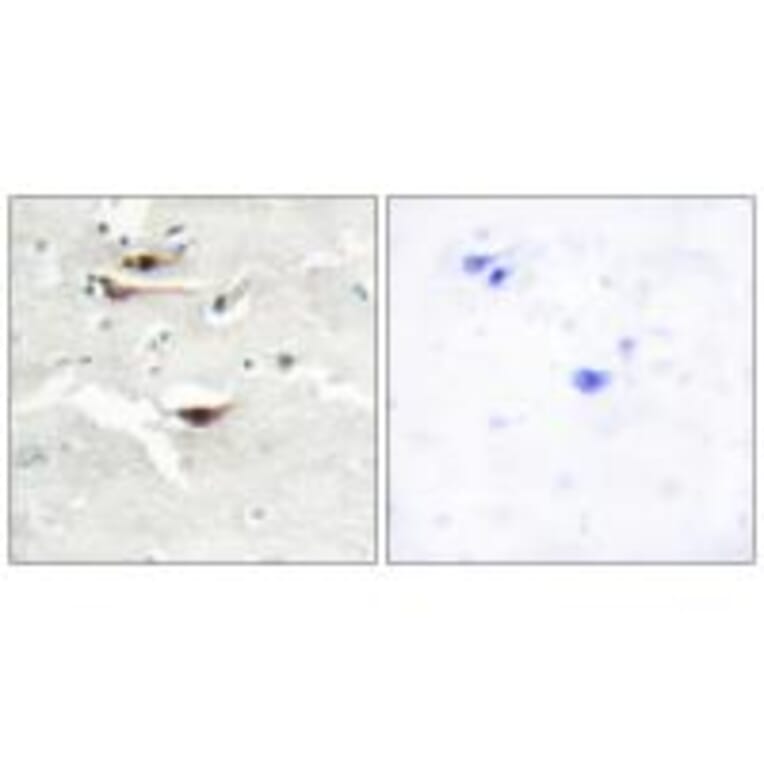 Immunohistochemistry - IPPK Antibody from Signalway Antibody (34067) - Antibodies.com