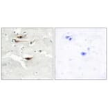 Immunohistochemistry - IPPK Antibody from Signalway Antibody (34067) - Antibodies.com