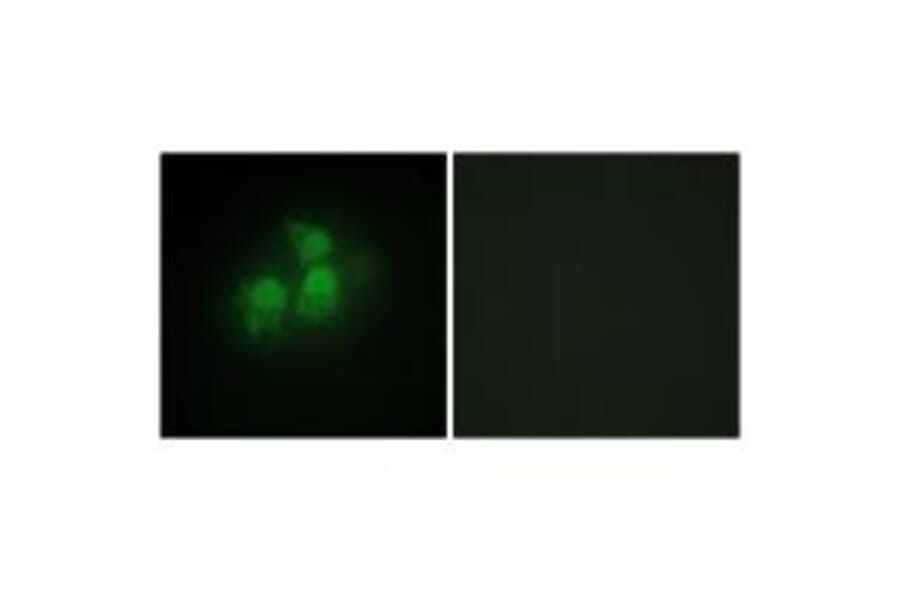 Immunofluorescence - IPPK Antibody from Signalway Antibody (34067) - Antibodies.com