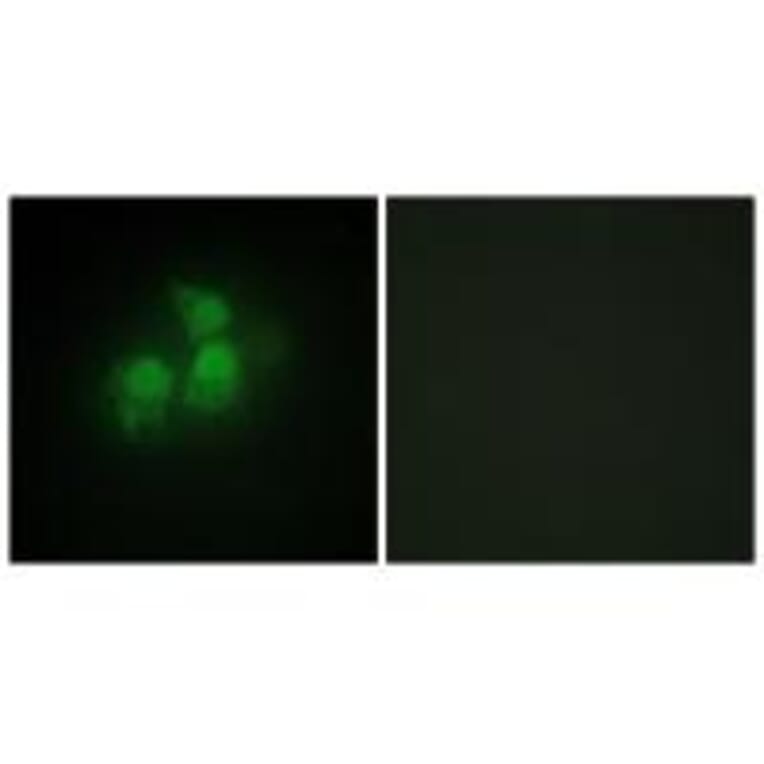 Immunofluorescence - IPPK Antibody from Signalway Antibody (34067) - Antibodies.com