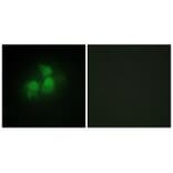 Immunofluorescence - IPPK Antibody from Signalway Antibody (34067) - Antibodies.com