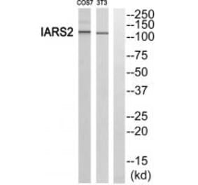 Western blot - IARS2 Antibody from Signalway Antibody (34078) - Antibodies.com