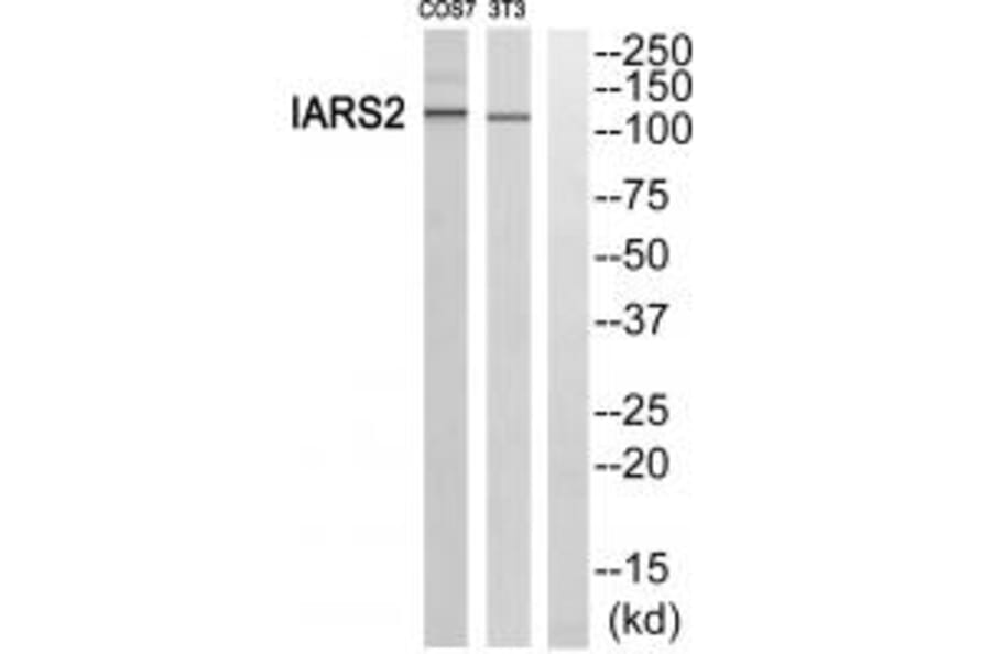 Western blot - IARS2 Antibody from Signalway Antibody (34078) - Antibodies.com