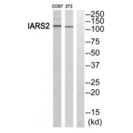 Western blot - IARS2 Antibody from Signalway Antibody (34078) - Antibodies.com