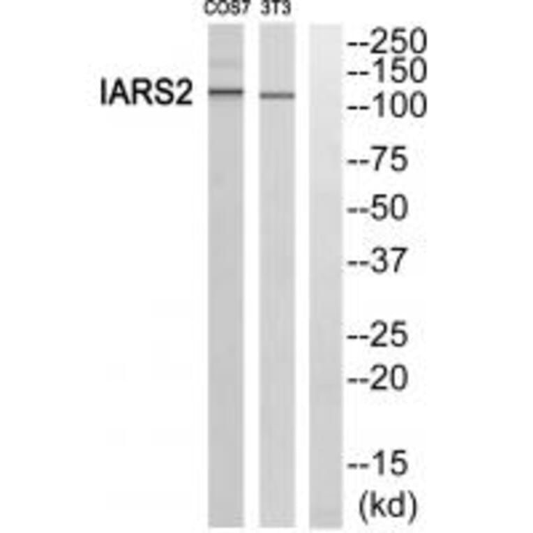 Western blot - IARS2 Antibody from Signalway Antibody (34078) - Antibodies.com