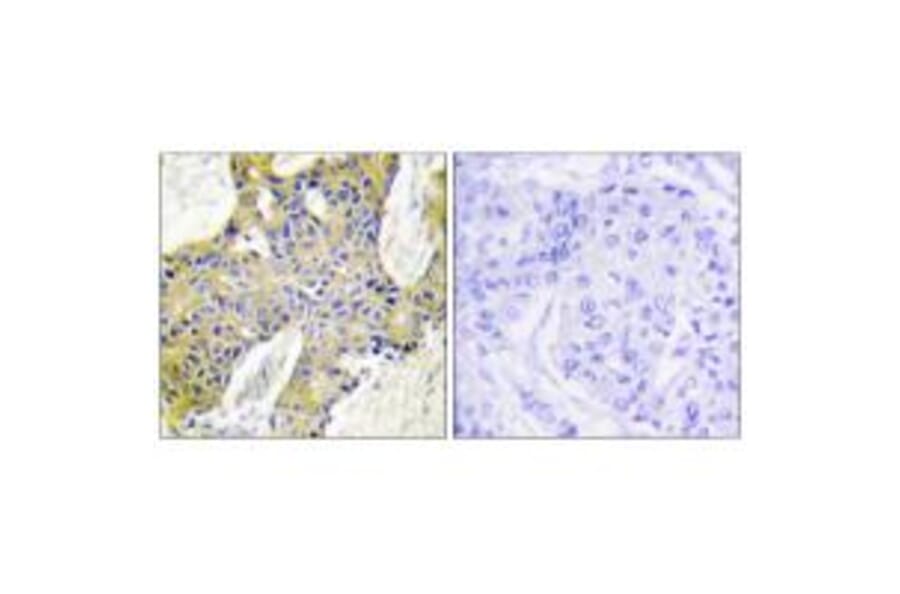 Immunohistochemistry - IARS2 Antibody from Signalway Antibody (34078) - Antibodies.com