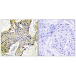 Immunohistochemistry - IARS2 Antibody from Signalway Antibody (34078) - Antibodies.com