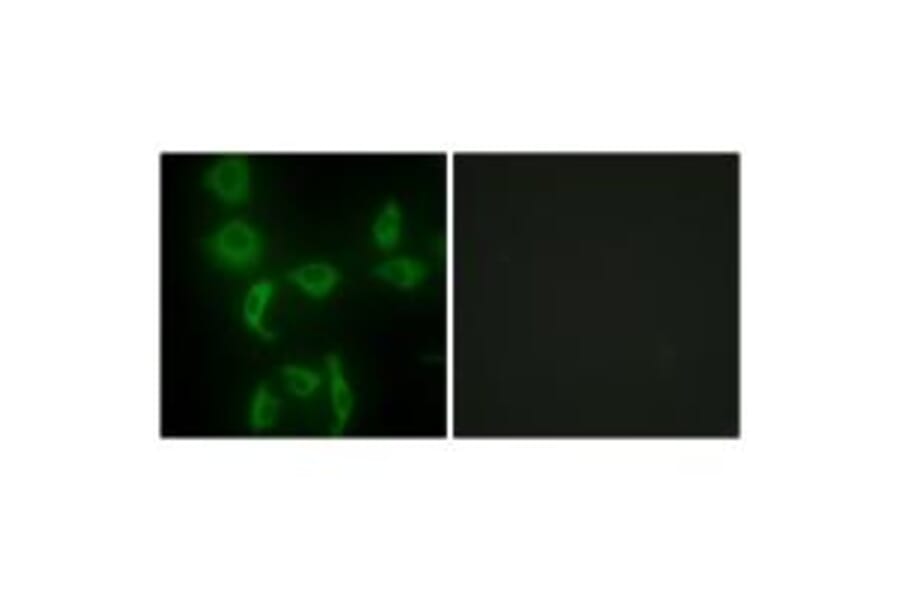 Immunofluorescence - IARS2 Antibody from Signalway Antibody (34078) - Antibodies.com