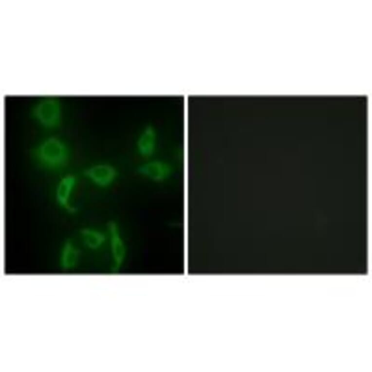 Immunofluorescence - IARS2 Antibody from Signalway Antibody (34078) - Antibodies.com