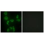 Immunofluorescence - IARS2 Antibody from Signalway Antibody (34078) - Antibodies.com