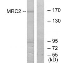 Western blot - MRC2 Antibody from Signalway Antibody (34093) - Antibodies.com