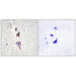 Immunohistochemistry - MRC2 Antibody from Signalway Antibody (34093) - Antibodies.com