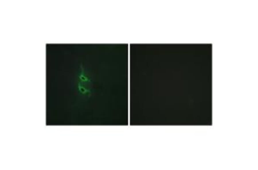 Immunofluorescence - MRC2 Antibody from Signalway Antibody (34093) - Antibodies.com