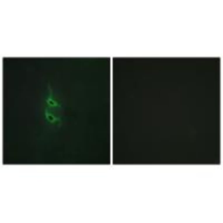 Immunofluorescence - MRC2 Antibody from Signalway Antibody (34093) - Antibodies.com