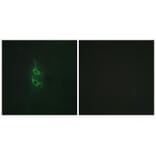 Immunofluorescence - MRC2 Antibody from Signalway Antibody (34093) - Antibodies.com