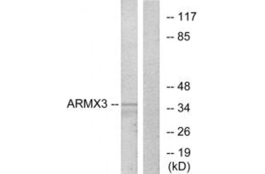 Western blot - ARMX3 Antibody from Signalway Antibody (34100) - Antibodies.com