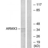 Western blot - ARMX3 Antibody from Signalway Antibody (34100) - Antibodies.com