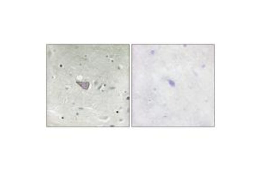 Immunohistochemistry - ARMX3 Antibody from Signalway Antibody (34100) - Antibodies.com