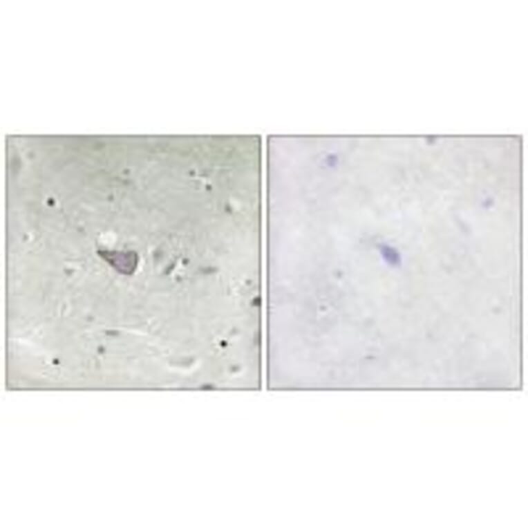 Immunohistochemistry - ARMX3 Antibody from Signalway Antibody (34100) - Antibodies.com