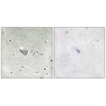 Immunohistochemistry - ARMX3 Antibody from Signalway Antibody (34100) - Antibodies.com