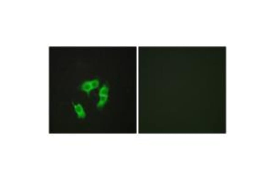 Immunofluorescence - ARMX3 Antibody from Signalway Antibody (34100) - Antibodies.com