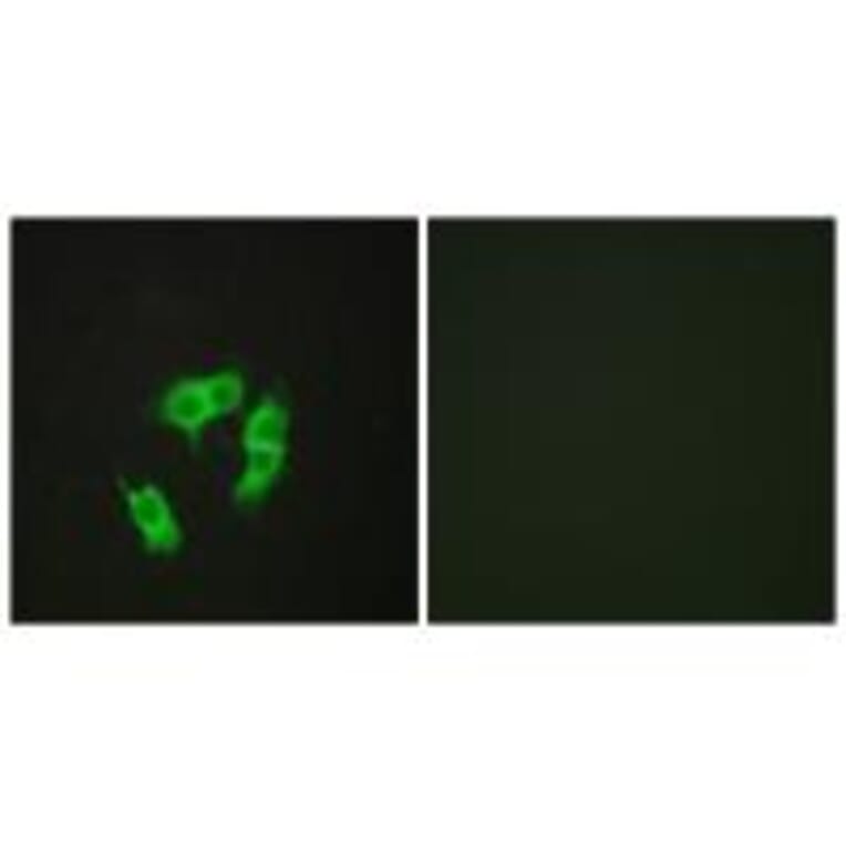 Immunofluorescence - ARMX3 Antibody from Signalway Antibody (34100) - Antibodies.com