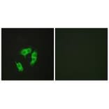 Immunofluorescence - ARMX3 Antibody from Signalway Antibody (34100) - Antibodies.com