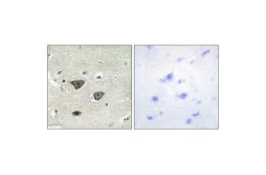 Immunohistochemistry - CDH8 Antibody from Signalway Antibody (34180) - Antibodies.com