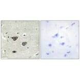 Immunohistochemistry - CDH8 Antibody from Signalway Antibody (34180) - Antibodies.com