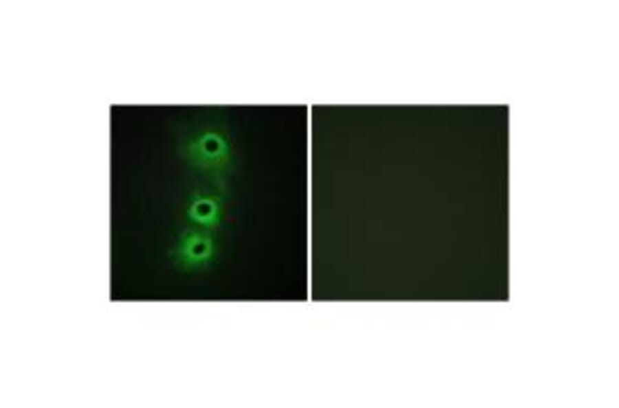 Immunofluorescence - CDH8 Antibody from Signalway Antibody (34180) - Antibodies.com