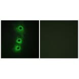 Immunofluorescence - CDH8 Antibody from Signalway Antibody (34180) - Antibodies.com