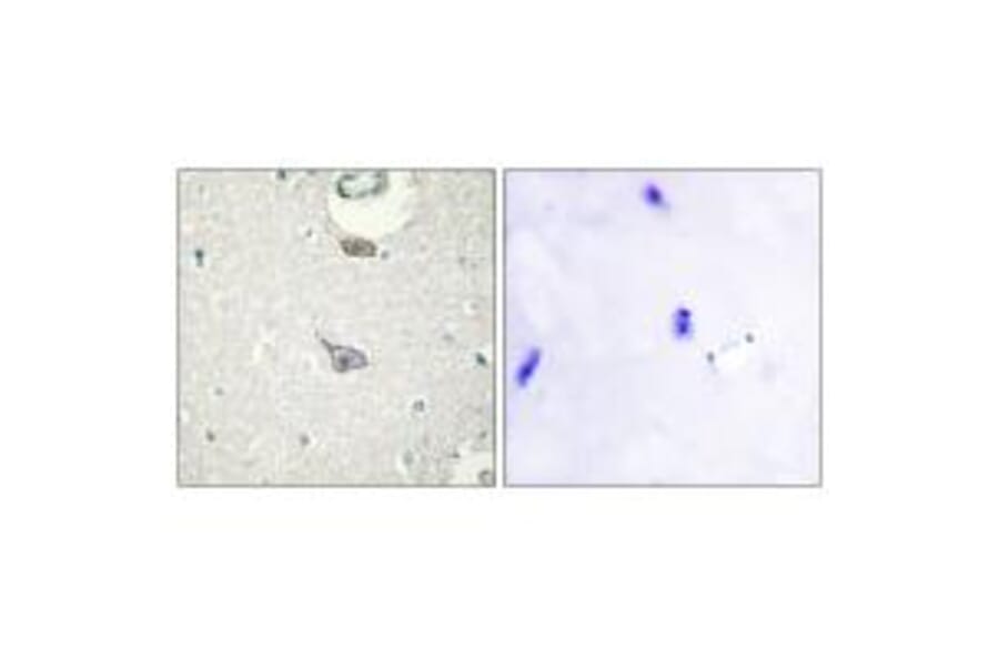 Immunohistochemistry - CADM4 Antibody from Signalway Antibody (34183) - Antibodies.com