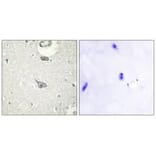 Immunohistochemistry - CADM4 Antibody from Signalway Antibody (34183) - Antibodies.com