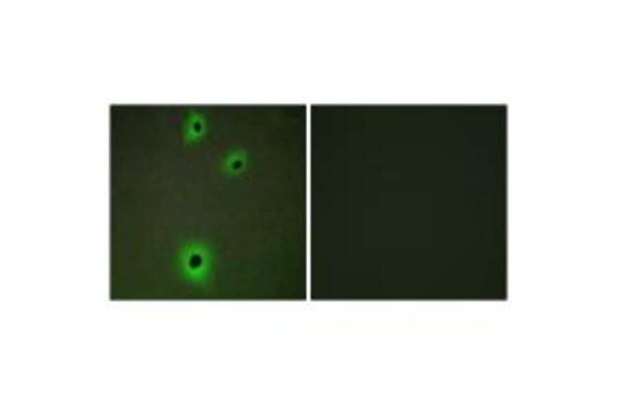 Immunofluorescence - CADM4 Antibody from Signalway Antibody (34183) - Antibodies.com
