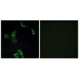 Immunofluorescence - CIDEB Antibody from Signalway Antibody (34263) - Antibodies.com