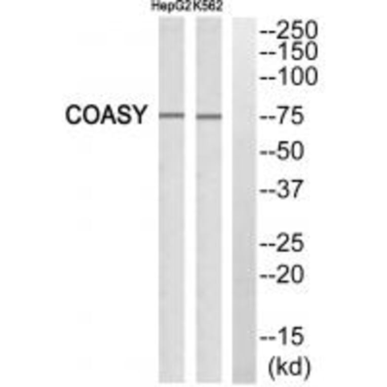 Western blot - GA45G Antibody from Signalway Antibody (34270) - Antibodies.com