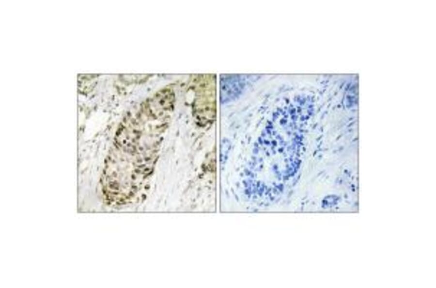 Immunohistochemistry - GA45G Antibody from Signalway Antibody (34270) - Antibodies.com