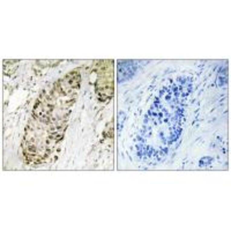 Immunohistochemistry - GA45G Antibody from Signalway Antibody (34270) - Antibodies.com