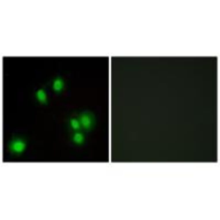 Immunofluorescence - GA45G Antibody from Signalway Antibody (34270) - Antibodies.com