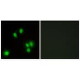 Immunofluorescence - GA45G Antibody from Signalway Antibody (34270) - Antibodies.com