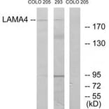 Western blot - LAMA4 Antibody from Signalway Antibody (34274) - Antibodies.com