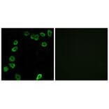 Immunofluorescence - LAMA4 Antibody from Signalway Antibody (34274) - Antibodies.com