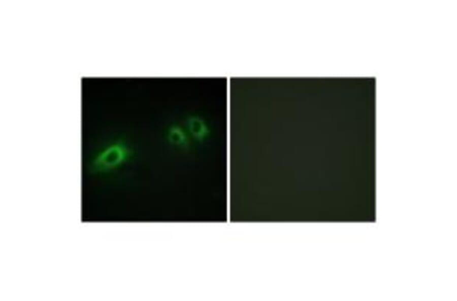 Immunofluorescence - LAMB1 Antibody from Signalway Antibody (34276) - Antibodies.com