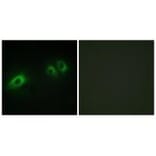 Immunofluorescence - LAMB1 Antibody from Signalway Antibody (34276) - Antibodies.com