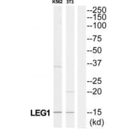 Western blot - LAMC3 Antibody from Signalway Antibody (34280) - Antibodies.com